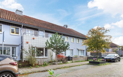 Korenbloems. 50