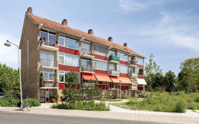 Oranjeplant. 46