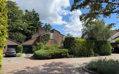 Goudwespmeent 15