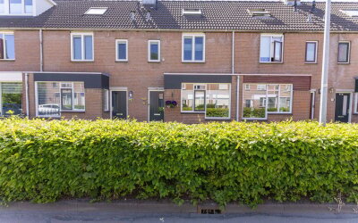 Paardebloem 12