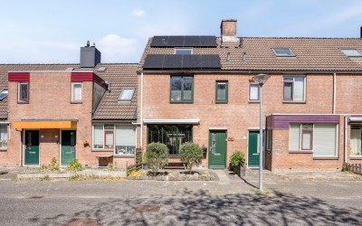 Paardebloem 7