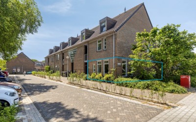 Paardebloem 98