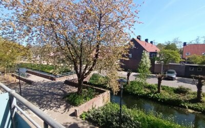 Korenbloem 54