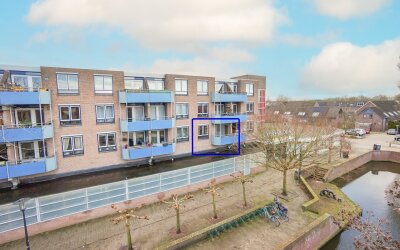 Korenbloem 60