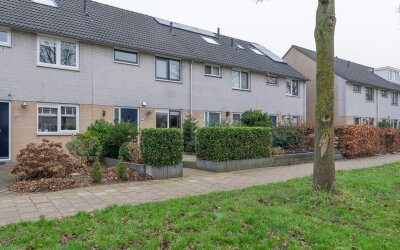 Gele Varaan 11