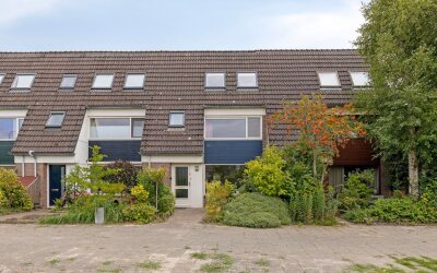 Zwanebloem 7