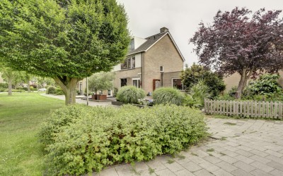 Goudplevier 1