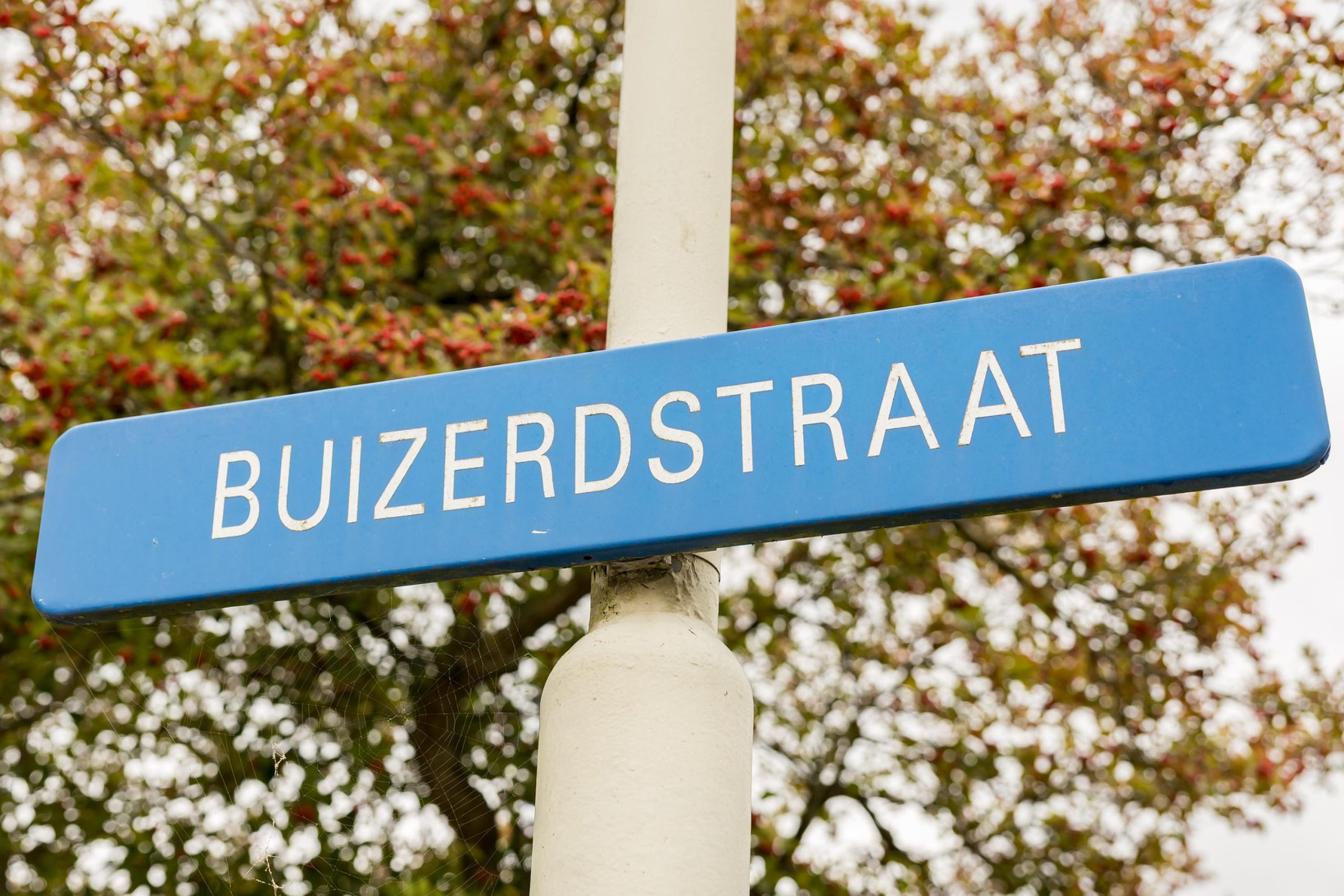 Tussenwoning te koop: Buizerdstraat 84, Bleiswijk