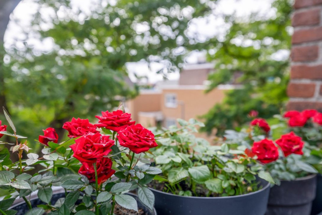 Woning te koop: 1e Pijnackerstraat 25-A, Rotterdam