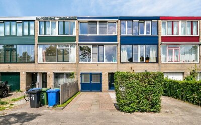 Paardebloem 11