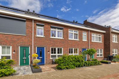Korenbloem 60