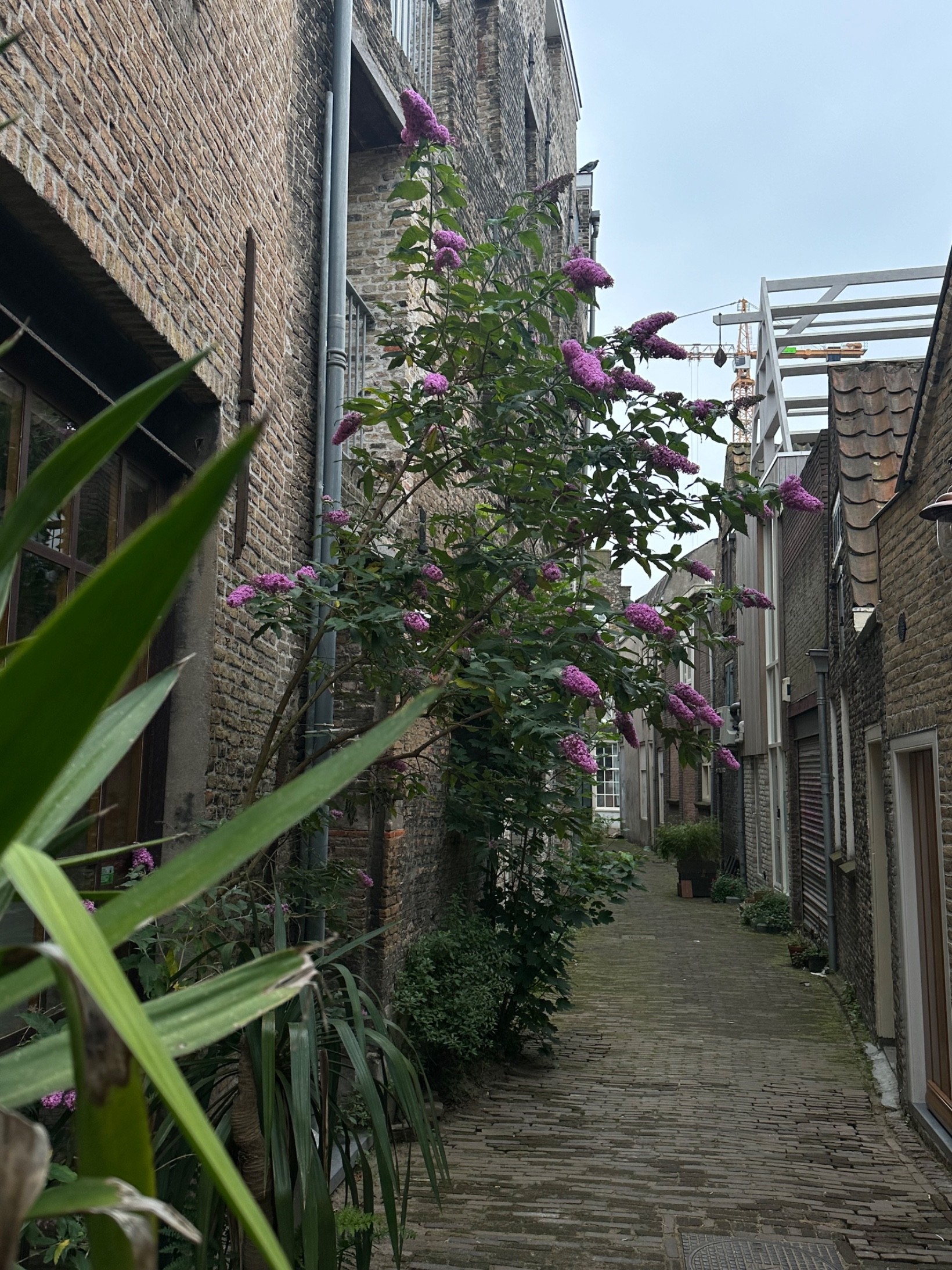 Tussenwoning te koop: Haringstraat 6, Dordrecht