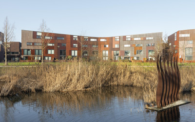 Kokardebloem 25