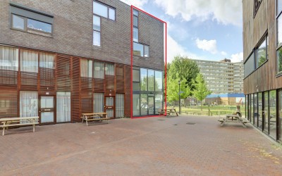 Kokardebloem 83