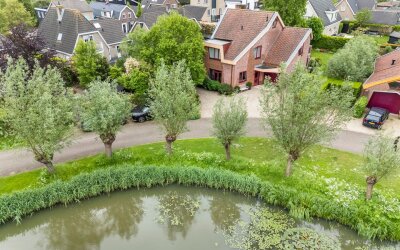 Knobbelzwaan 2