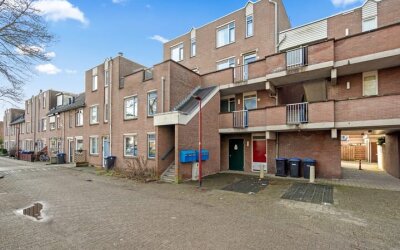 Aalscholver 13
