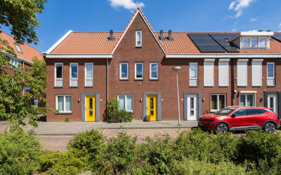 Boerhaavela. 81