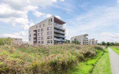 Korenbloem 24