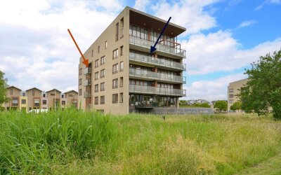 Korenbloem 50