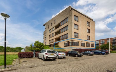 Korenbloem 6