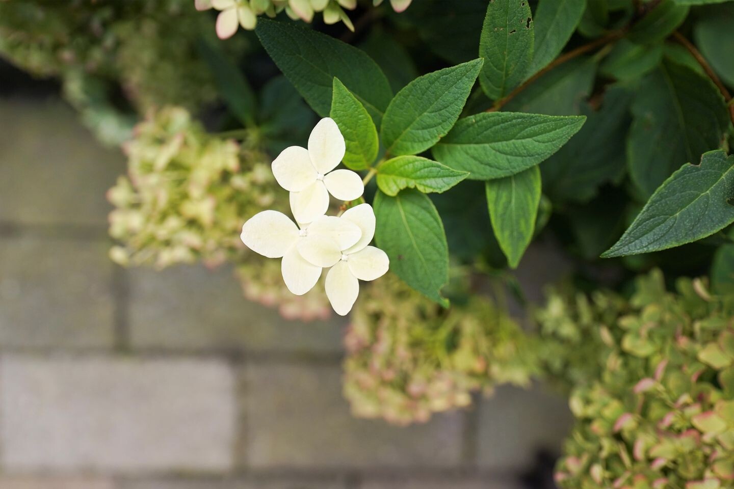 Tussenwoning te koop: Van Essenstraat 6, Putten