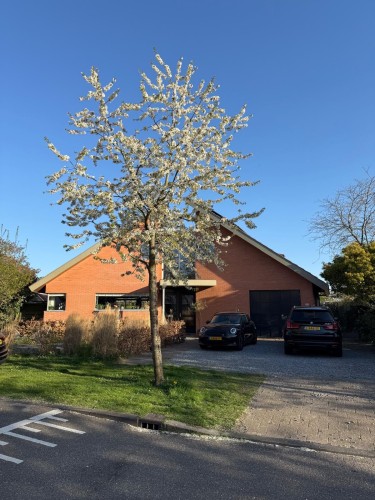 Wollegras 8
