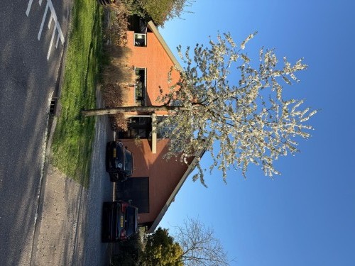 Wollegras 8