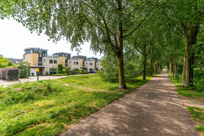 Aalscholver 115