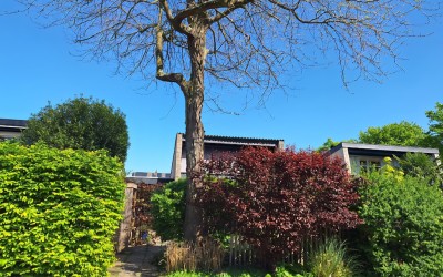 Buizerdstraat 12