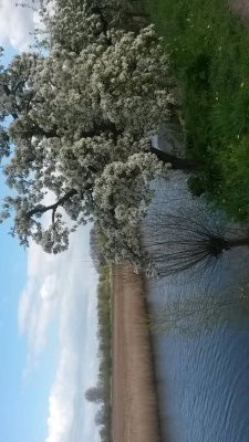 Lingedijk 95