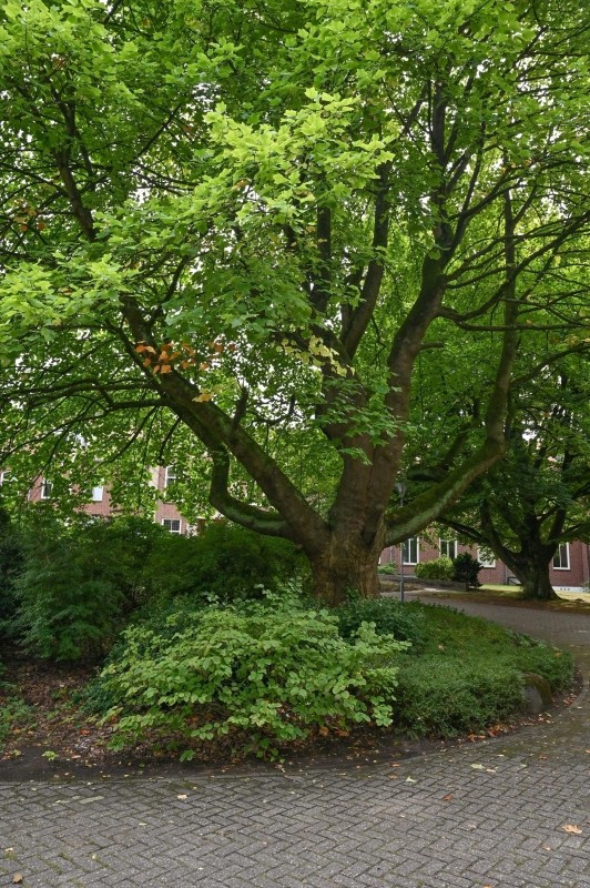 Appartement te koop: Kapucijnenhof 42, Oosterhout