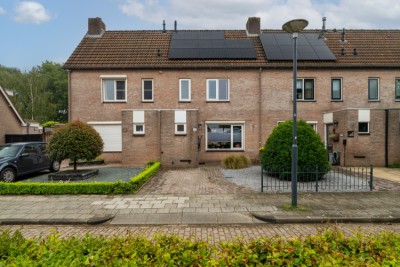 Kievit 60
