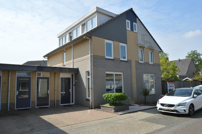 Paardebloem 4