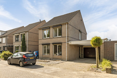 Ranonkel 15