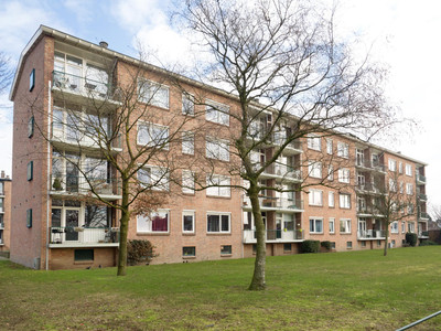 Pijlstaarth. 13