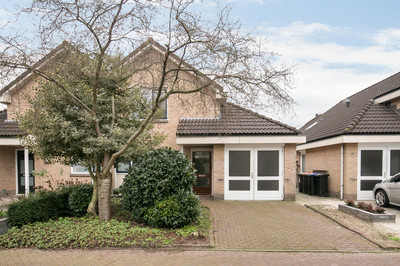 Pijlkruid 15