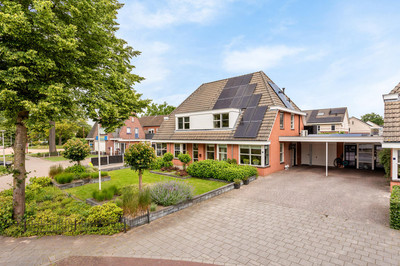 Engelwortel 5