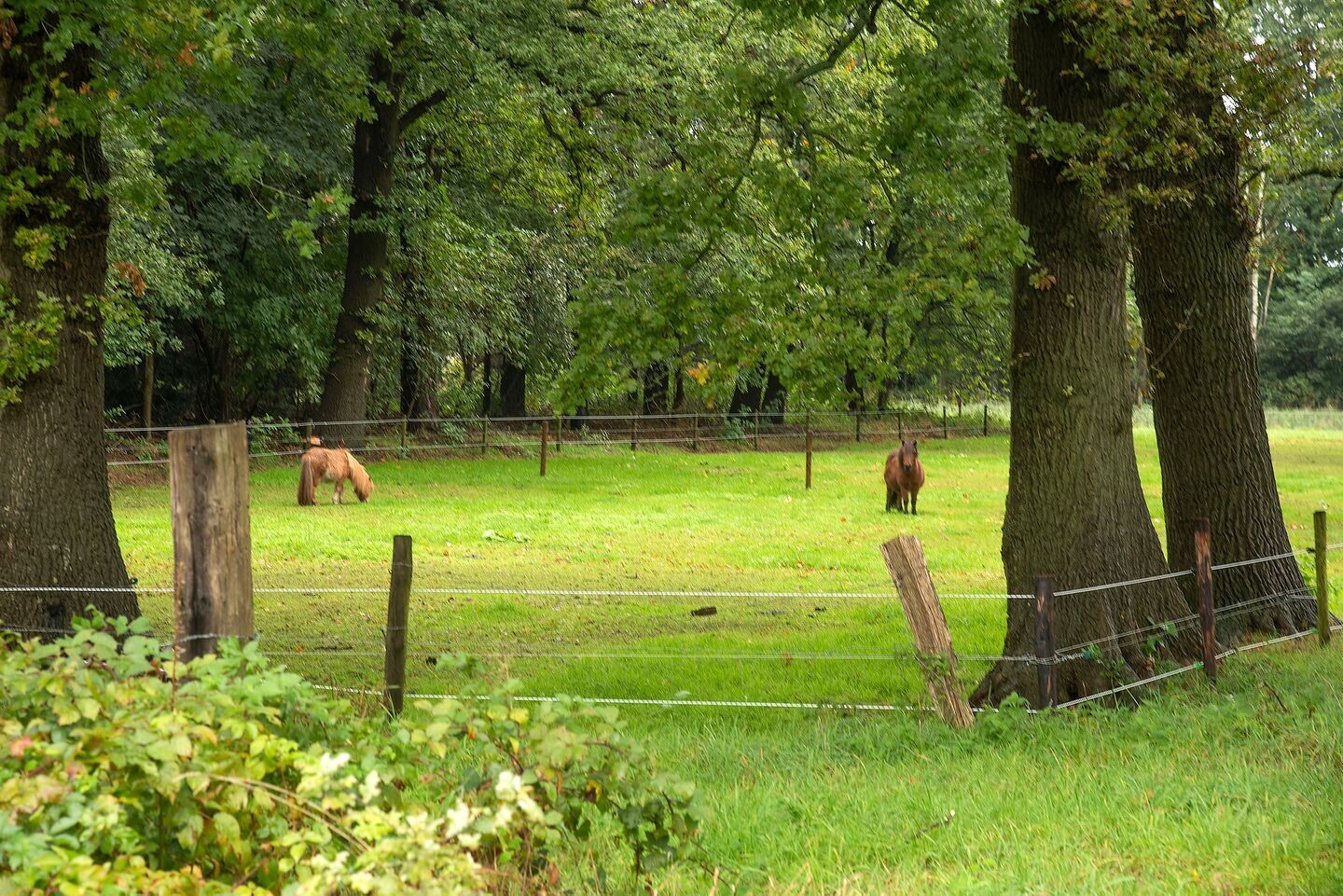 Vrijstaande woning te koop: Bellinkweg 1, Delden