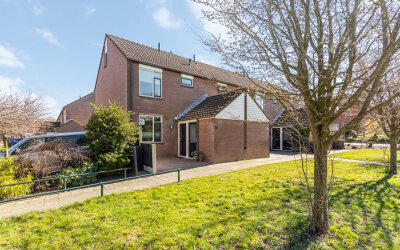 Engelwortel 36