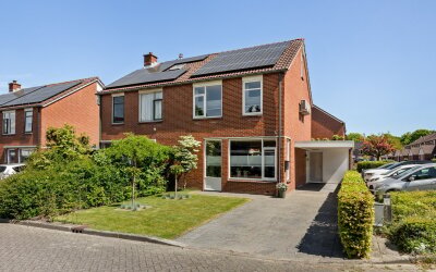 Engelwortel 11