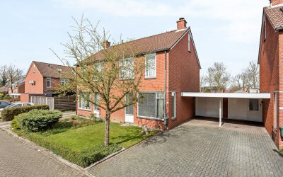 Engelwortel 15