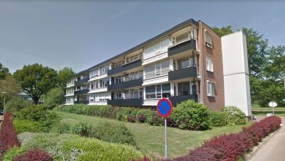 Boerhaavela. 4