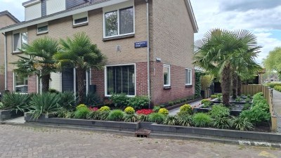 Montbretias. 2
