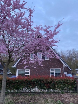 Bloemenzoom 129