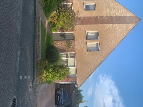 Koweblomke 13-C