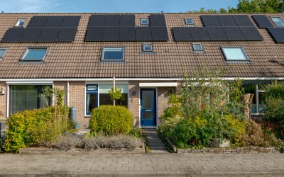 Pinksterbloem 30